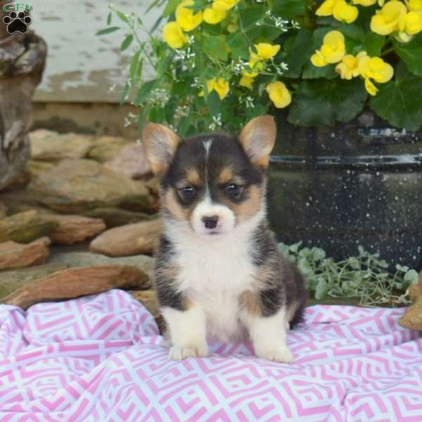 Rubble, Pembroke Welsh Corgi Puppy