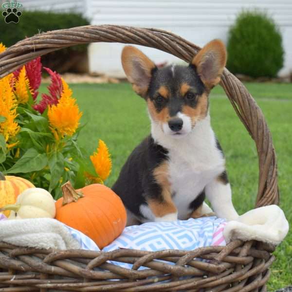Rubble, Pembroke Welsh Corgi Puppy