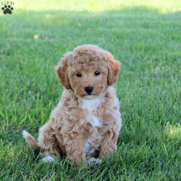 Rubble, Bich-Poo Puppy
