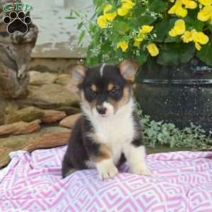 Rubble, Pembroke Welsh Corgi Puppy