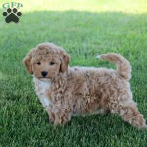 Rubble, Bich-Poo Puppy