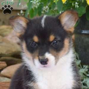 Rubble, Pembroke Welsh Corgi Puppy