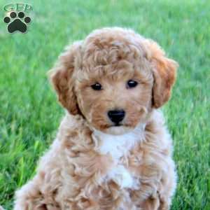 Rubble, Bich-Poo Puppy