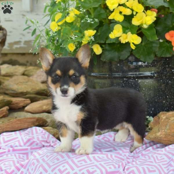 Ruby, Pembroke Welsh Corgi Puppy