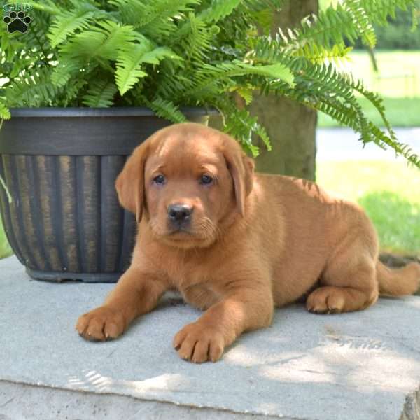 Ruby, Fox Red Labrador Retriever Puppy