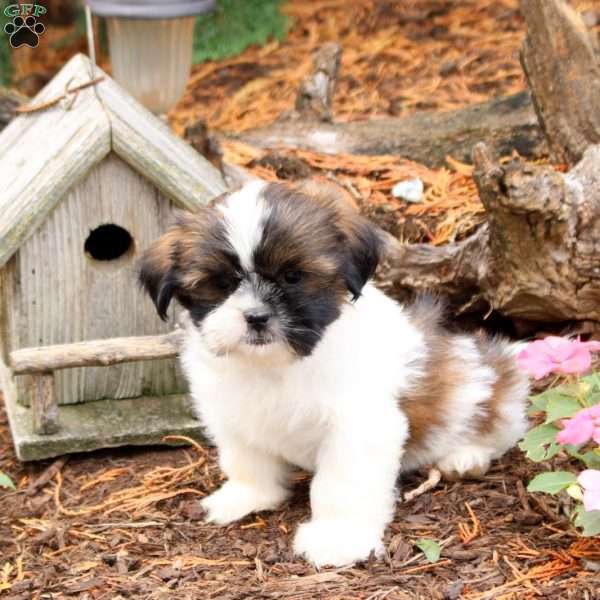 Ruby, Shih Tzu Puppy