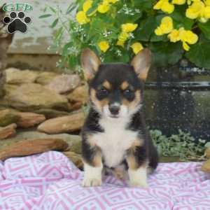 Ruby, Pembroke Welsh Corgi Puppy