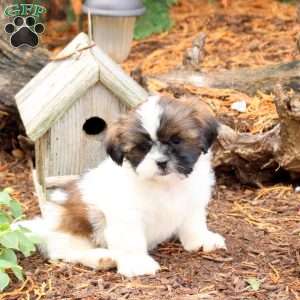 Ruby, Shih Tzu Puppy