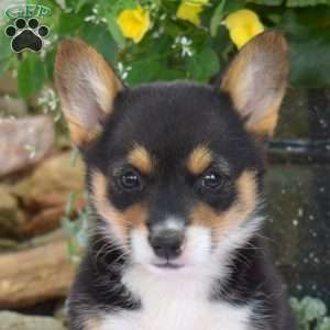 Ruby, Pembroke Welsh Corgi Puppy