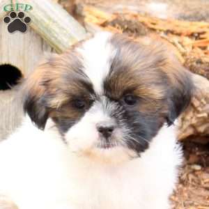 Ruby, Shih Tzu Puppy