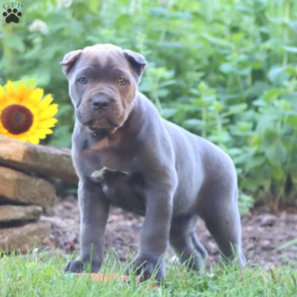 Ruby, Cane Corso Puppy