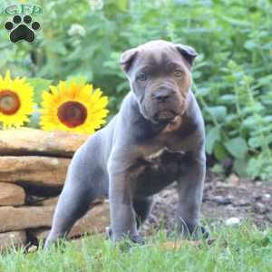 Ruby, Cane Corso Puppy