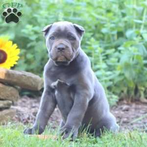 Ruby, Cane Corso Puppy