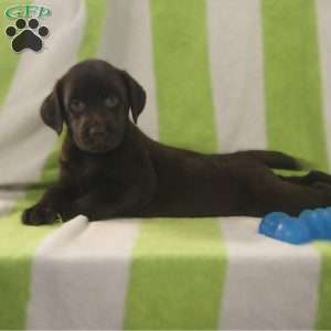 Ruby, Chocolate Labrador Retriever Puppy