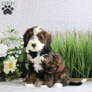 Rudy, Mini Bernedoodle Puppy