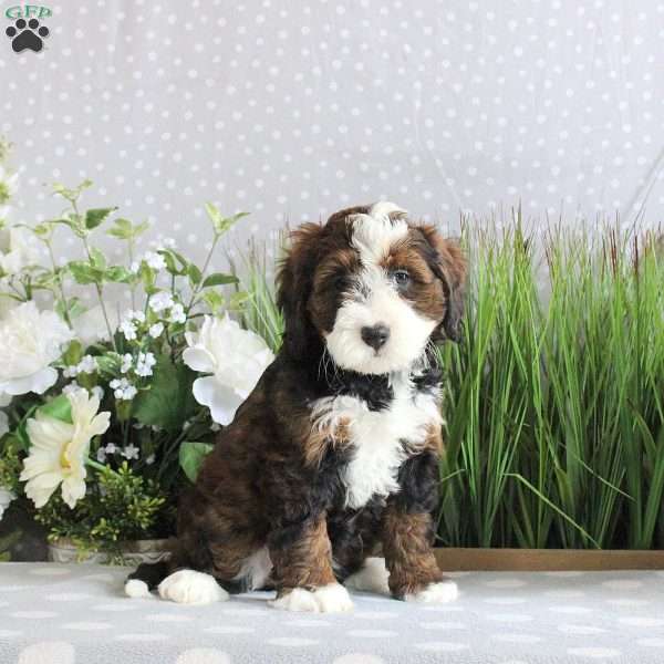 Rudy, Mini Bernedoodle Puppy