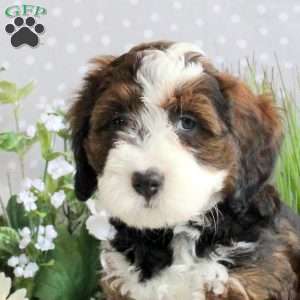 Rudy, Mini Bernedoodle Puppy