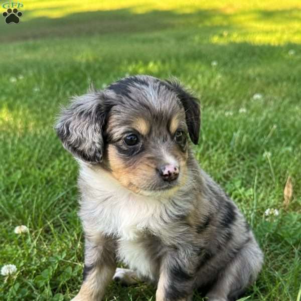 Rue, Mini Bernedoodle Puppy