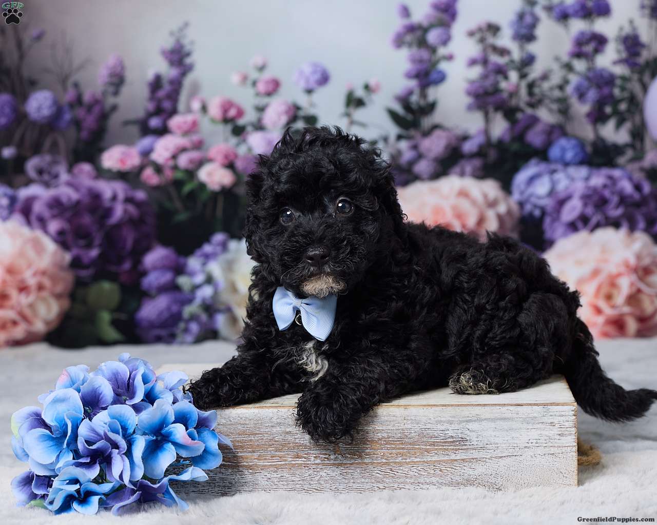 Rufus (Miniature Poodle, Male) in Sugarcreek, OH