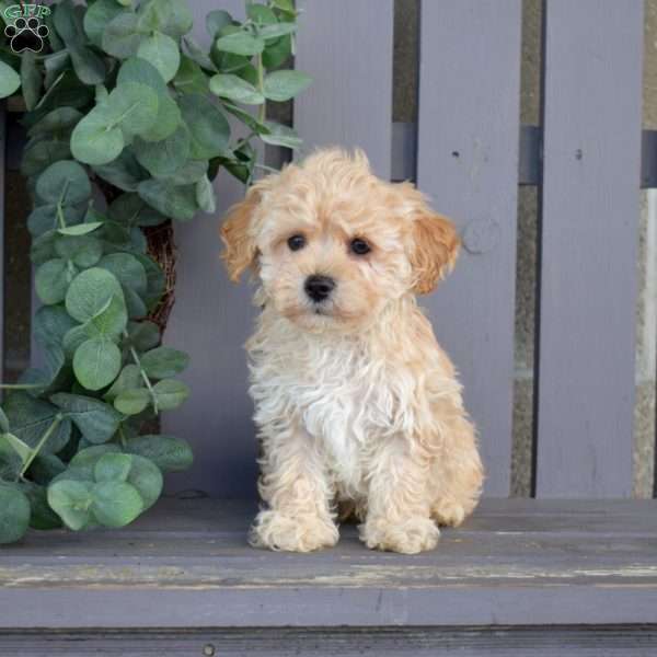 Rufus, Maltipoo Puppy