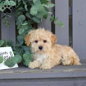 Rufus, Maltipoo Puppy