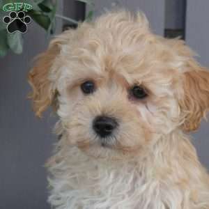 Rufus, Maltipoo Puppy