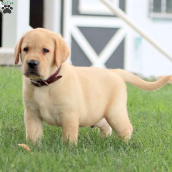 Russell, Yellow Labrador Retriever Puppy