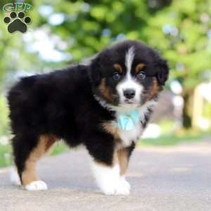 Rustler, Miniature Australian Shepherd Puppy