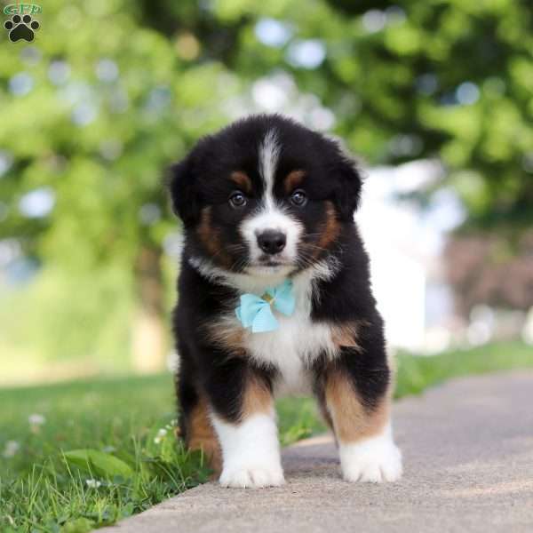 Rustler, Miniature Australian Shepherd Puppy