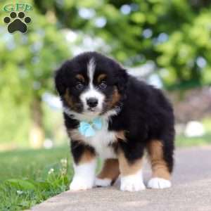 Rustler, Miniature Australian Shepherd Puppy