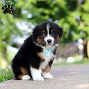 Rustler, Miniature Australian Shepherd Puppy
