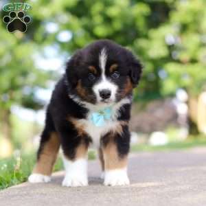 Rustler, Miniature Australian Shepherd Puppy