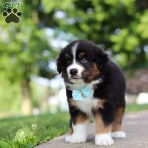 Rustler, Miniature Australian Shepherd Puppy