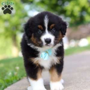 Rustler, Miniature Australian Shepherd Puppy