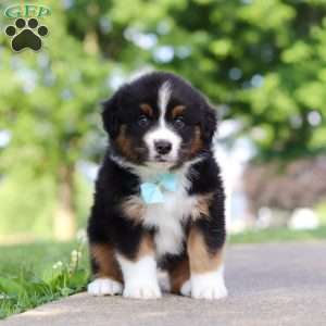 Rustler, Miniature Australian Shepherd Puppy