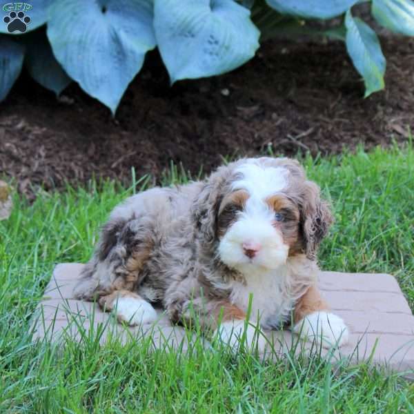 Rusty, Mini Bernedoodle Puppy