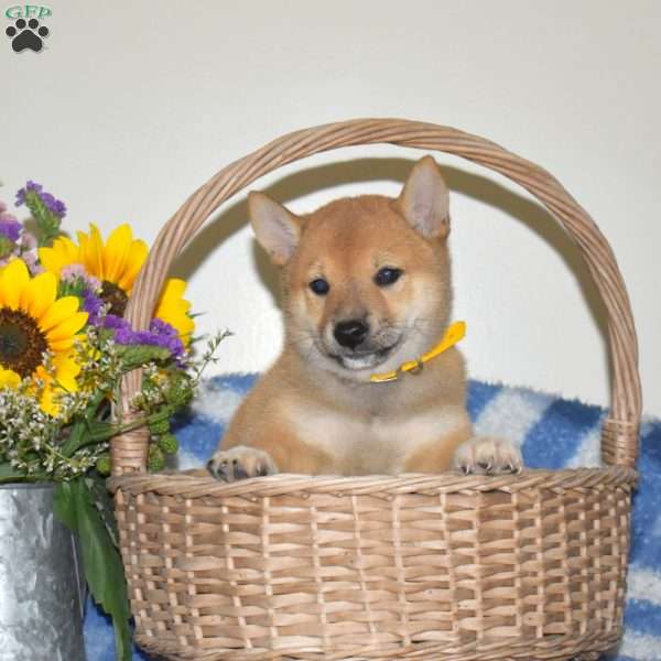 Rusty, Shiba Inu Puppy