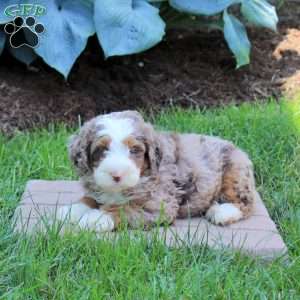 Rusty, Mini Bernedoodle Puppy