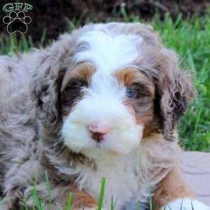 Rusty, Mini Bernedoodle Puppy