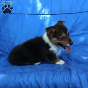 Rusty, Pembroke Welsh Corgi Puppy