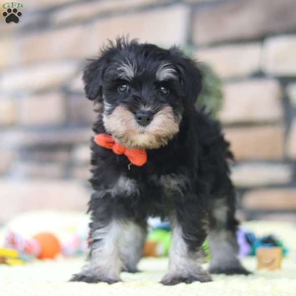 Rusty, Miniature Schnauzer Puppy