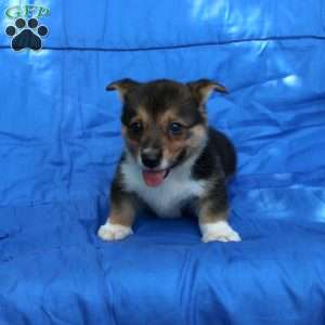 Rusty, Pembroke Welsh Corgi Puppy