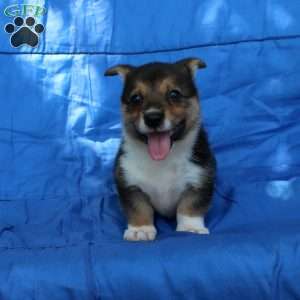 Rusty, Pembroke Welsh Corgi Puppy