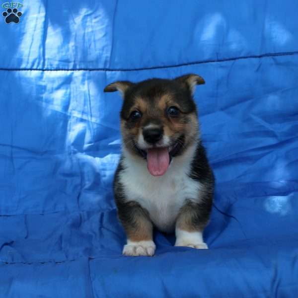 Rusty, Pembroke Welsh Corgi Puppy
