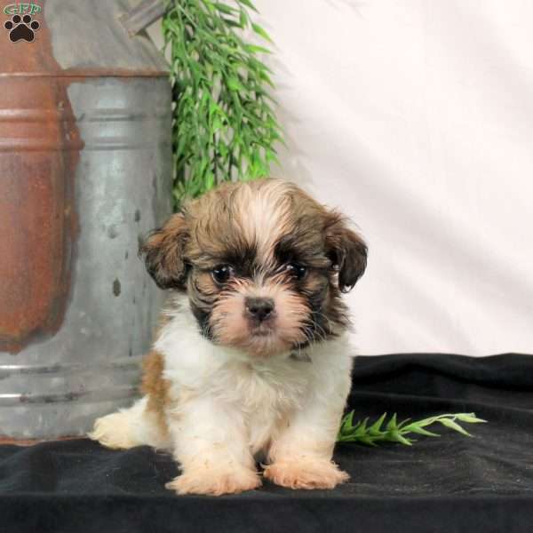 Ryan, Shih Tzu Puppy