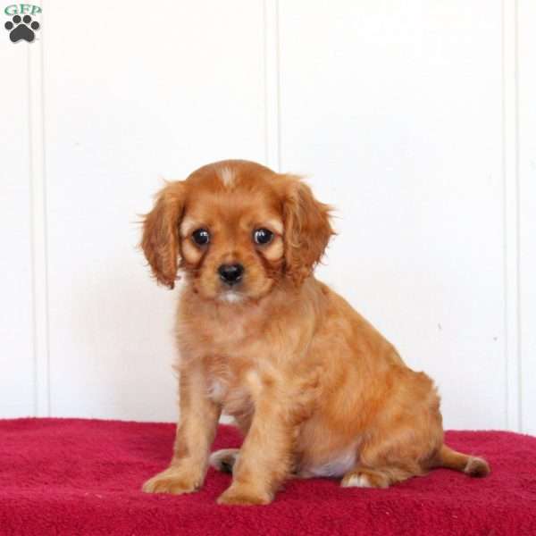 Ryan, Cavalier King Charles Spaniel Puppy