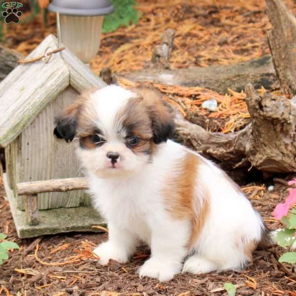 Ryan, Shih Tzu Puppy