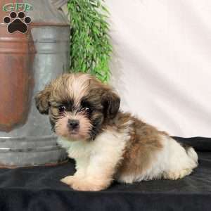 Ryan, Shih Tzu Puppy