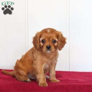 Ryan, Cavalier King Charles Spaniel Puppy