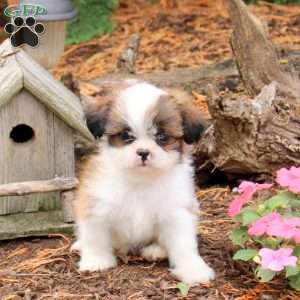 Ryan, Shih Tzu Puppy